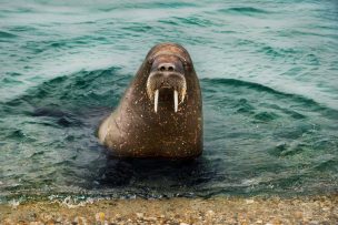 Sea lion