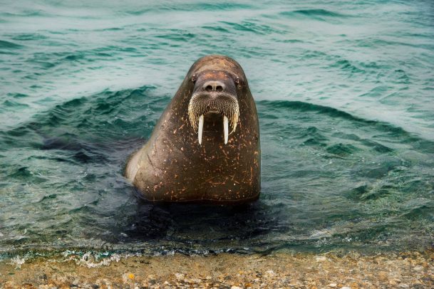 Walrus