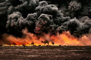 Camel and oil fields