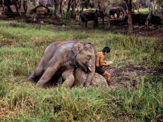 Elephant and man reading