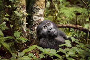 Monkey in the forest