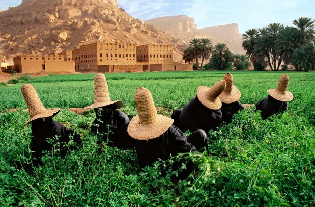 Clover gatherers in Yemen