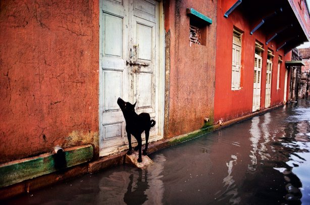 dog looking at a door