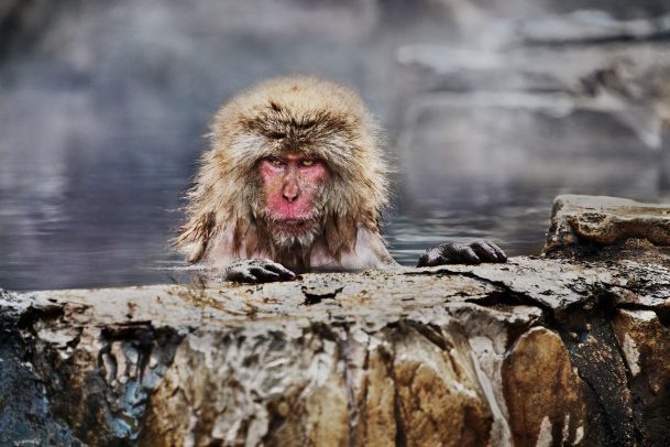 japanes Maquaque having hot bath