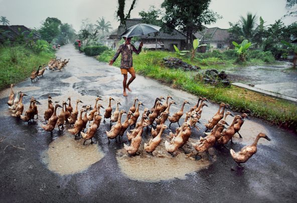 Ducks on a street