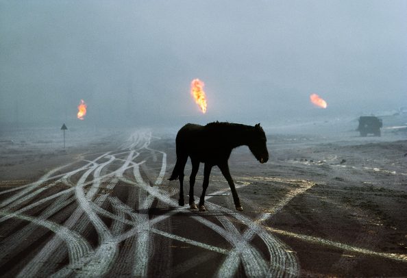 Horse in the desert