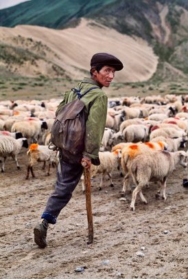 tibetan shepard