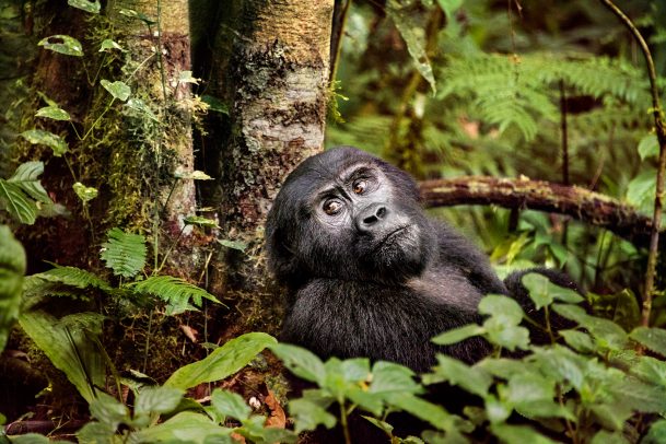 monkey in the forest