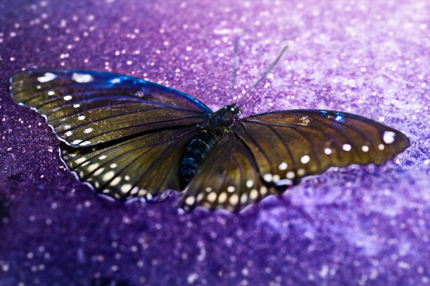yellow butterfly on a purple background