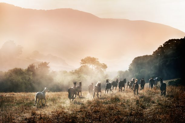herd of horses running in free