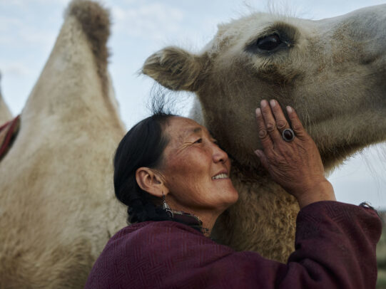 a mongolian women petting her camel during Novartis annual report by Joey L. 