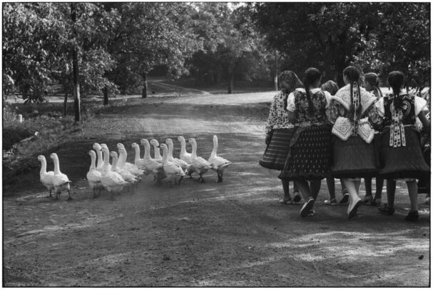 a group of girls besides a group of geese