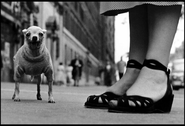 chihuahua and a pair of shoes