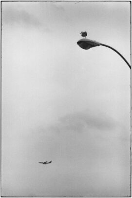 a seagull on streetlight and a plane on the background