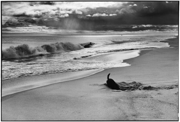 a dog digging on the beach