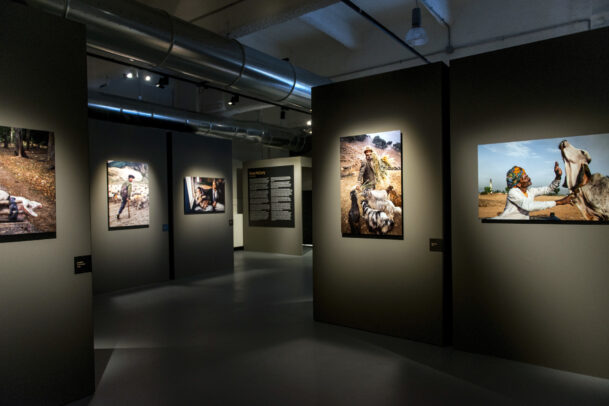 McCurry Animals MUDEC Installation