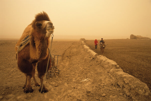 A Bactrian camel takes a break from plowing beside remains of the Han Wall, built to protect the trade corridor 