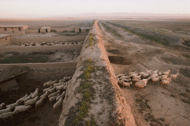sheep crossing a wall in the desert