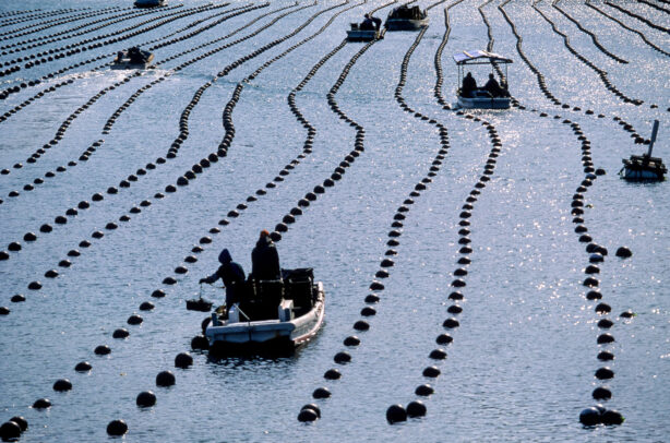 fisher and oyster beds
