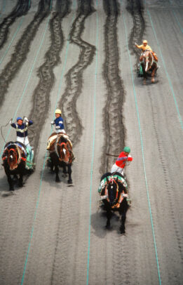Draft Horse Racing