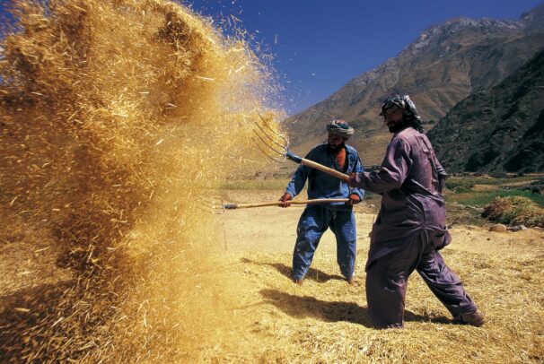men eparating the seed from the chaff