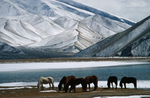 horses near a river with snow mountain on the background
