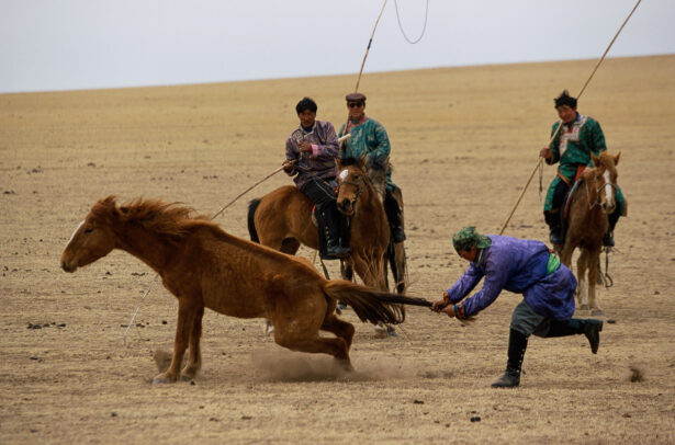 men breaking a colt and 