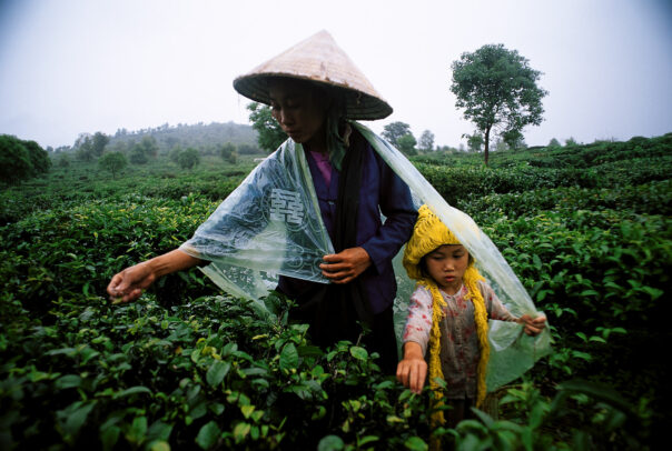 Woman and girl harvesting pekoe, the tender tea leaves, in Yunnan