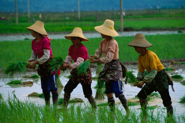 Bai women transplant rice for one of the annual harvests