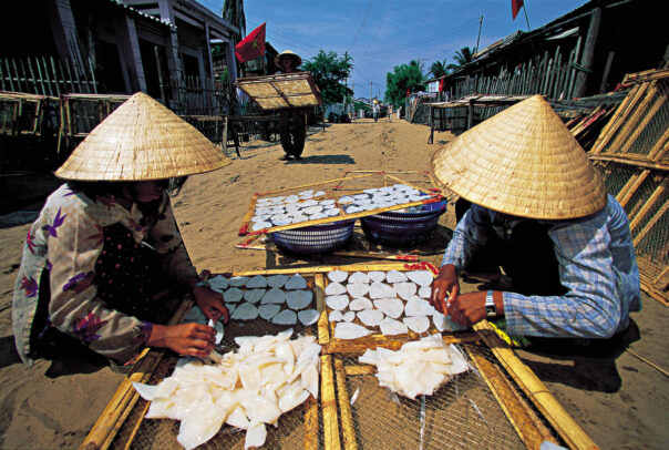 Squid are prepared for drying,