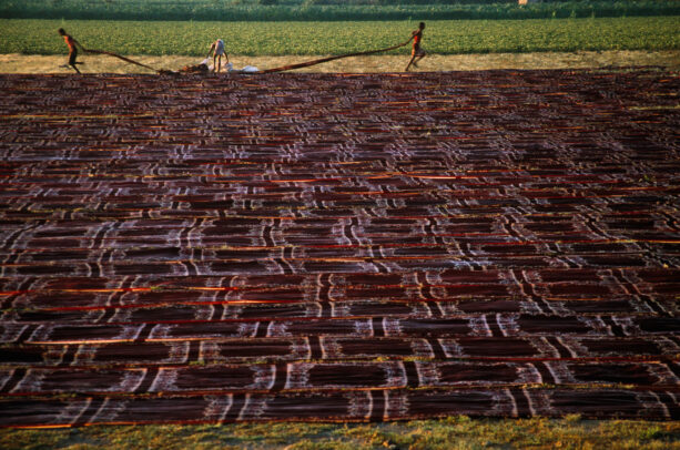 Freshly-dyed cotton is laid out to dry in a field in Gujarat