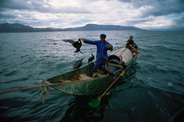 Cormorant fishermen
