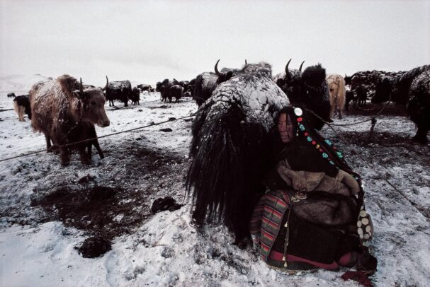 Woman milking a yak
