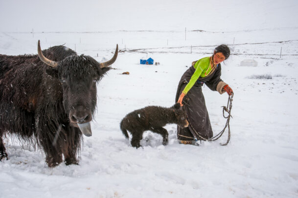 woman in snow with a cuddle of yak
