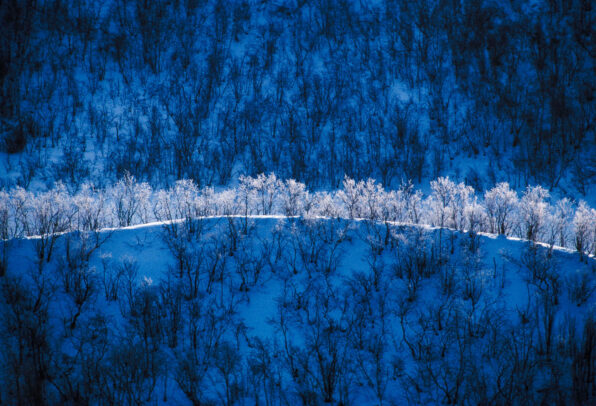 trees in snow in Trangdalen, Norway