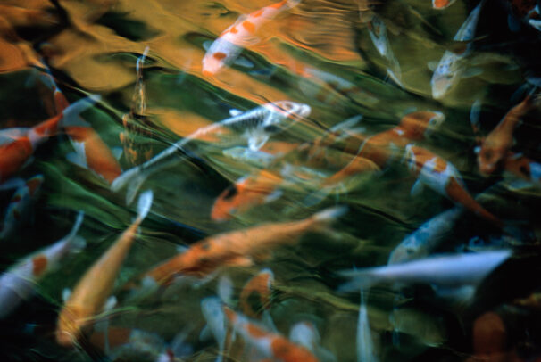 carps in a garden pond in japan