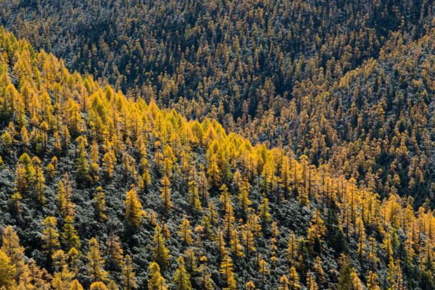 yellow spruces in Tibet