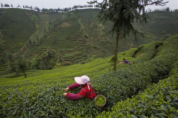 woman picking by hand tea leaves
