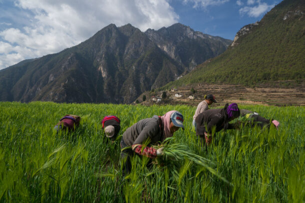 women picking up barley by hand