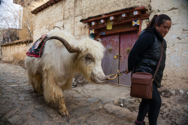 A white yak follows its owner along a street in Shangri-La