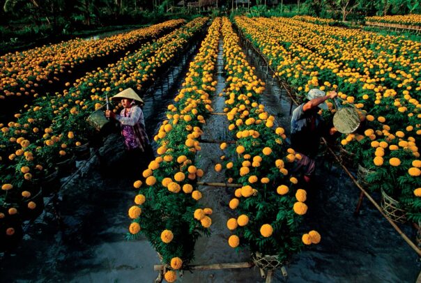 Marigolds