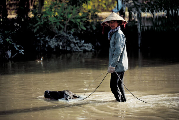 Water buffalo surfing, Mekong Delta.
