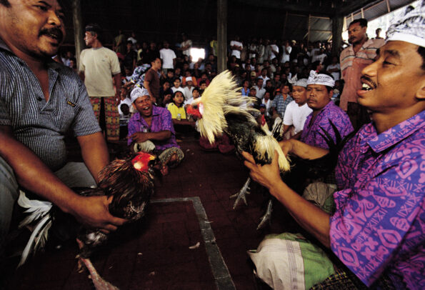 cock battle