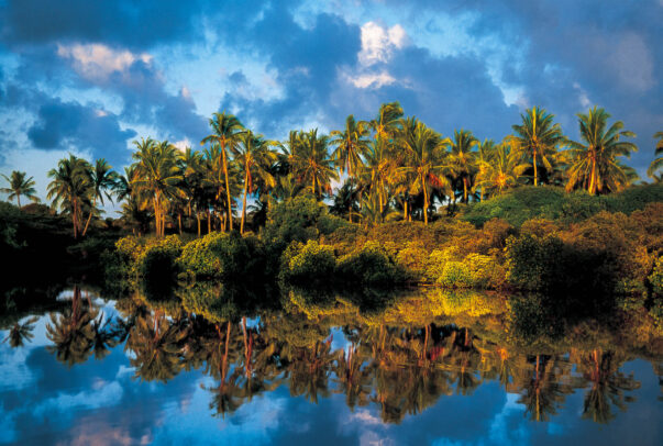 cost of Pate Island with palm trees