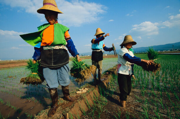 Rice planters working